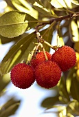 Madrono (Früchte des Erdbeerbaums, Spanien)