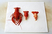 Cooked lobster and tails on kitchen paper