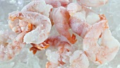 Frozen scampi on ice