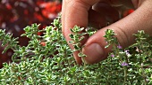 Hand picking thyme