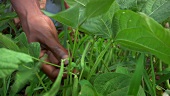 Hand picking beans from the plant