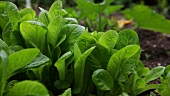 Salatpflanzen im Garten