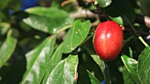 A 'Queen Victoria' plum being picked