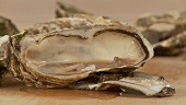 Geöffnete Austern