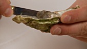 Oyster flesh being removed from the shell