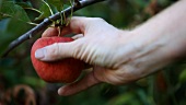 Hand pflückt einen Apfel vom Baum