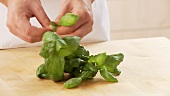 Basil leaves being torn from the stem
