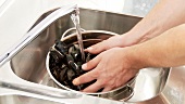 Mussels being placed in a sieve and washed under running water