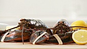 Live lobster, pinchers held together with rubber bands