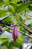 Eine Kakaofrucht am Baum
