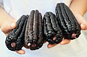 Black corn corncobs, Typical product from Peru, used to prepare a refreshing drink called 'chicha morá'