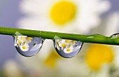 Water droplets on a flower stem