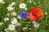 Detail of a wildflower meadow