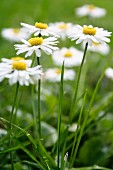 Daisies (close-up)