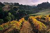 Vineyard, Hanna Vineyards, Alexander Valley, Sonoma County, California, USA