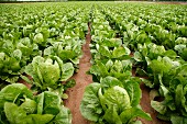 Lettuces in the field