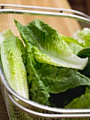 Freshly washed cos lettuce in a sieve