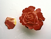 Aufgeblühte rote Rose mit Wassertropfen & ein Blütenblatt