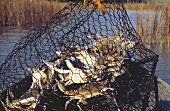 Frisch gefangene Krebse im Netz am Boot