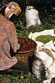 Coffee Plantation Worker sorting Coffee Beans