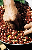 Worker sorting Coffee Beans; Hands