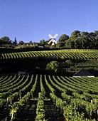 Cabernet Franc Weinberge, Indre-et-Loire, Frankreich