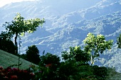 Kaffeebäume auf einer Kaffeeplantage im Gebirge; Costa Rica