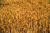 Wheat Growing in a Field