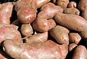 Frisch geerntete rote Kartoffeln (Ausschnitt)
