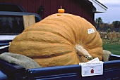 A Large Pumpkin in the Back of a Truck with a Small Gourd
