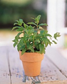 Mint Growing in a Clay Pot