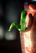 Grüne Peperoni am Krugrand hängend