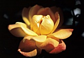Eine gerade aufgeblühte gelbe Rose im Freien