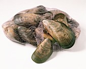 Frische Muscheln in einem lila Netz