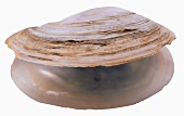 One Clam Partially Opened