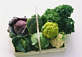 Assorted Cabbage Heads in a Handled Wooden Box