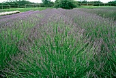 A Lavender Field