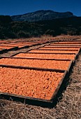 Aprikosen trocknen in der Sonne auf Paletten in Südafrika