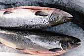 Salmon on Ice at a Fish Market