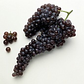 Red Wine Grapes