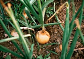 Onion Growing Outdoors