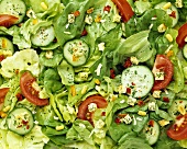 Kopfsalat mit Gurken, Tomaten und Croûtons (bildfüllend)