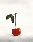 A Single red Cherry with Stem and Leaf