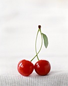 Two Red Cherries Standing; Connected at Stem