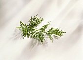 Fresh Dill on White Background