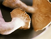 Blewit Mushrooms