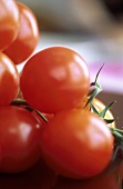 Cherry Tomatoes