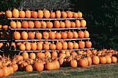 Pumpkins for Sale at a Farm Stand