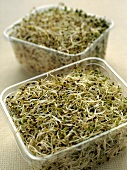 Alfalfa Sprouts in Plastic Containers