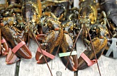 Live Lobsters on a Maine Dock